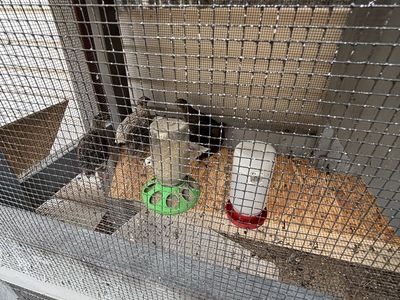 7 Quails - Healthy, Young Birds