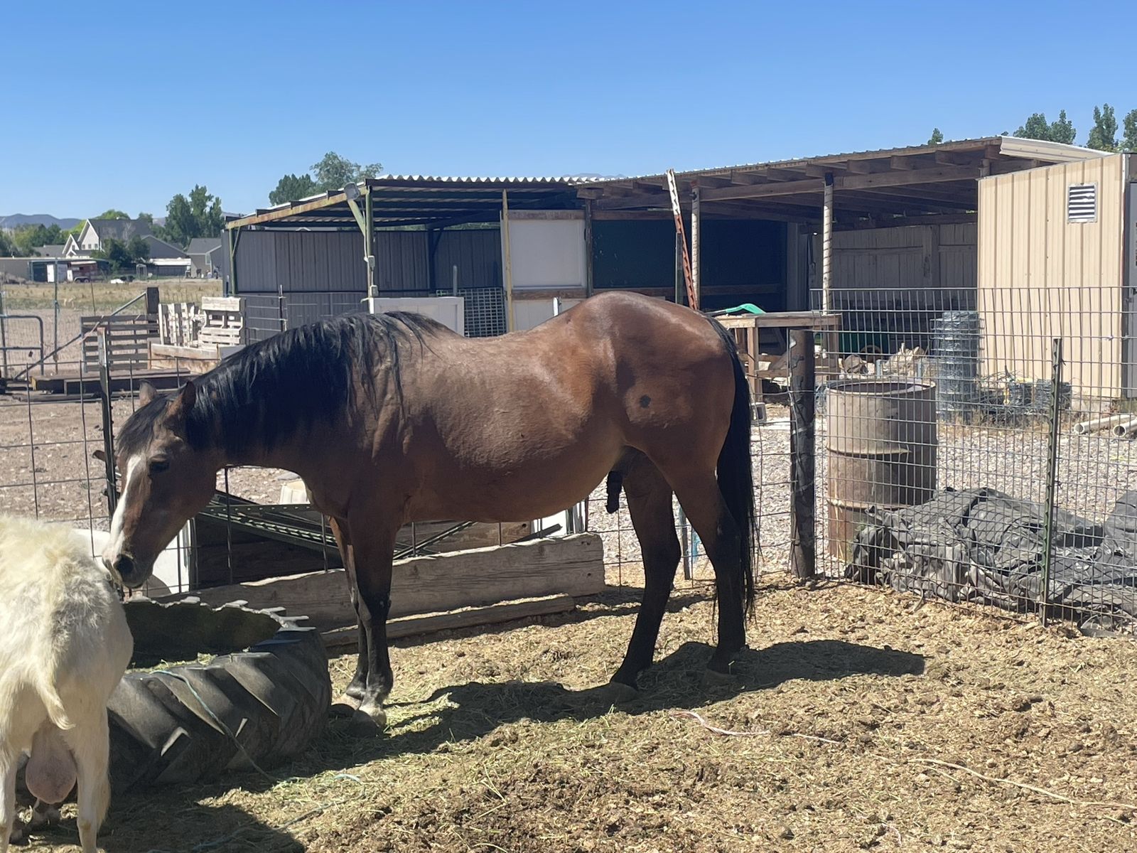 Older horse