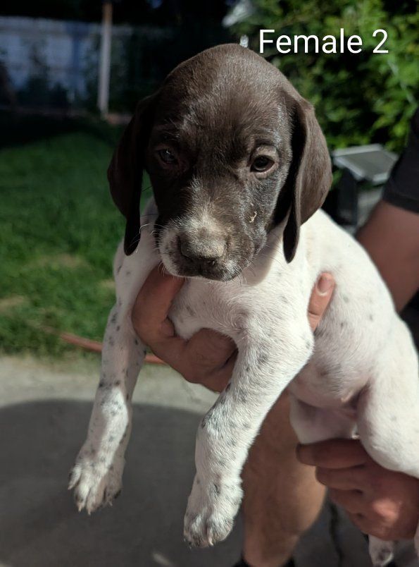 German Shorthaired Pointer Puppies 