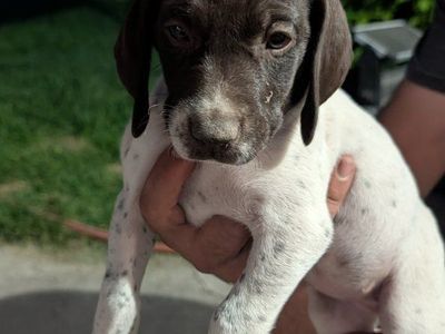 German Shorthaired Pointer Puppies