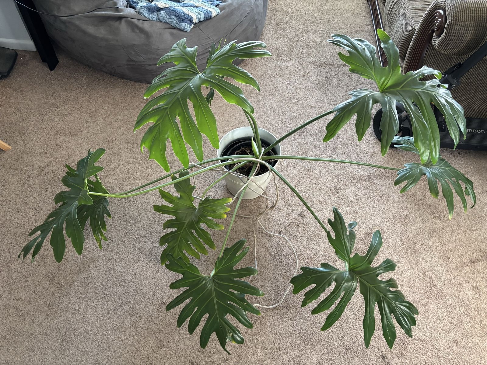 Large Split Leaf Tree Philodendron Plant in White Pot