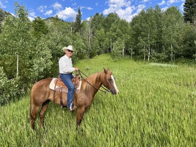 13 year old registered quarter horse gelding for sale