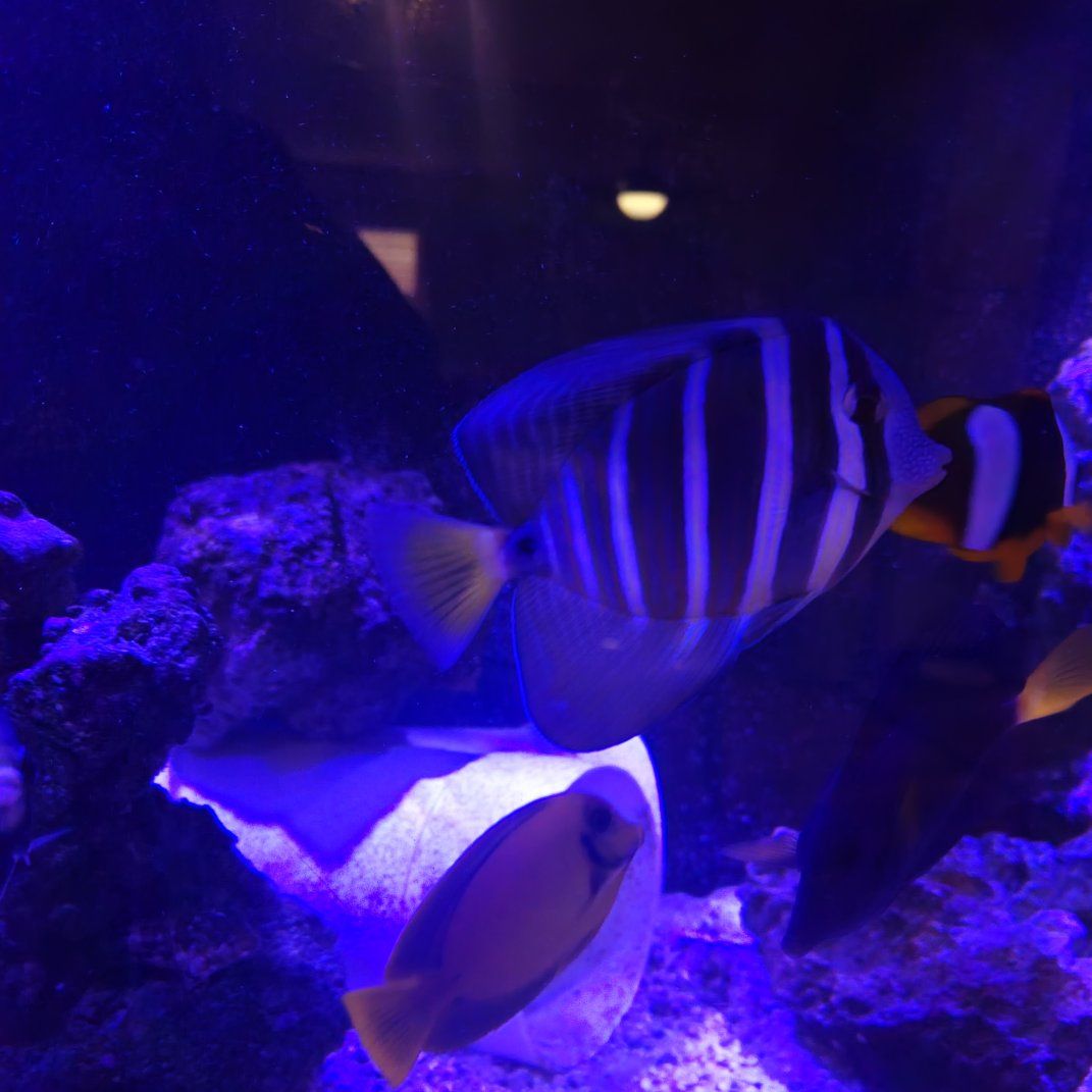 Sailfin Tang