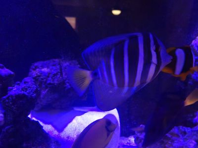 Sailfin Tang