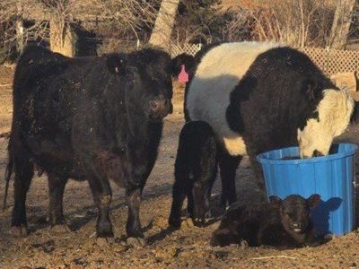 3 in one package miniature cows with calves at sid