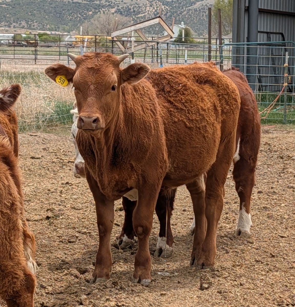 Akaushi Wagyu Steers 8 months old