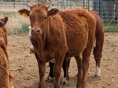 Akaushi Wagyu Steers 8 months old