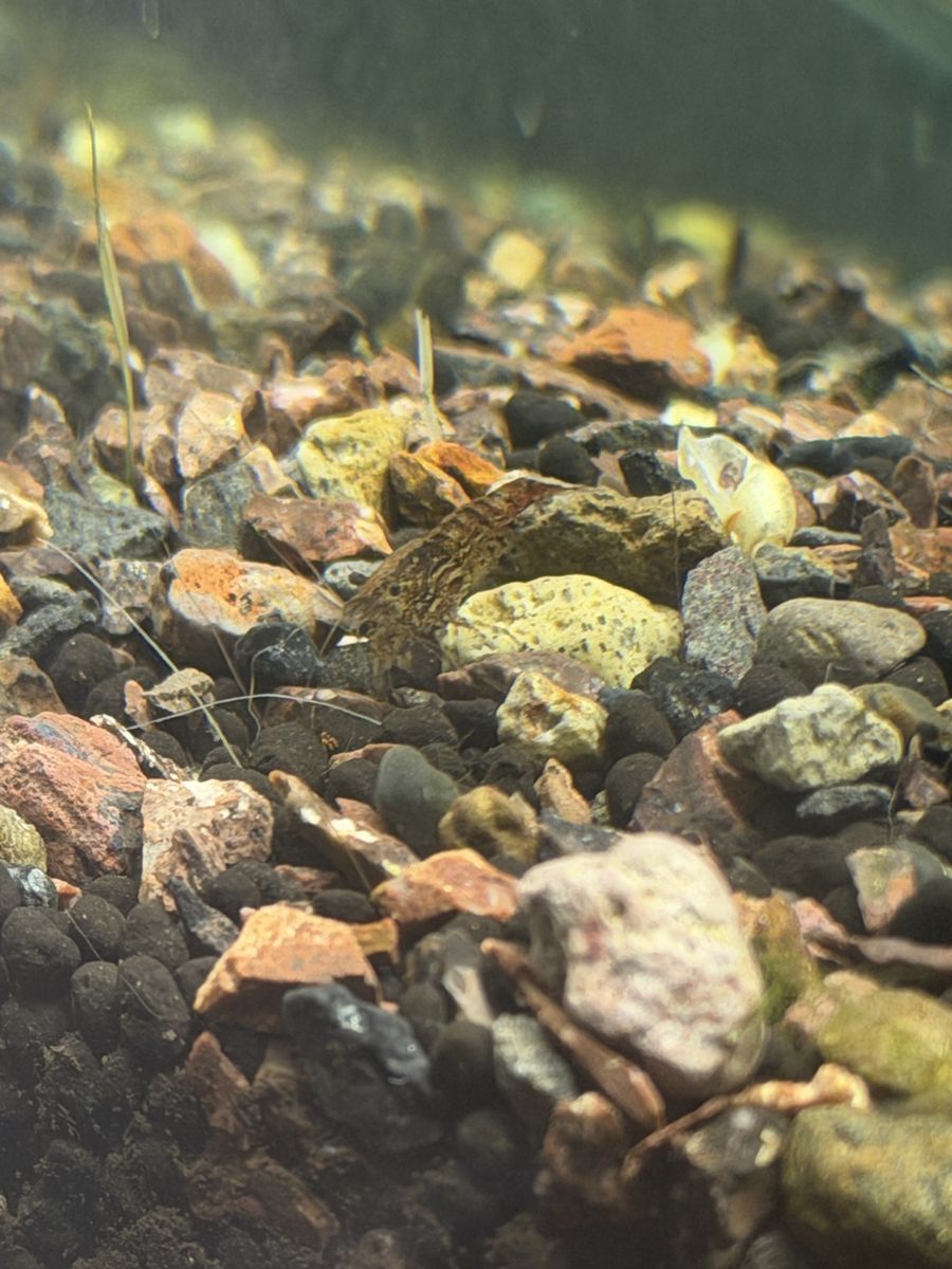 Culled shrimp