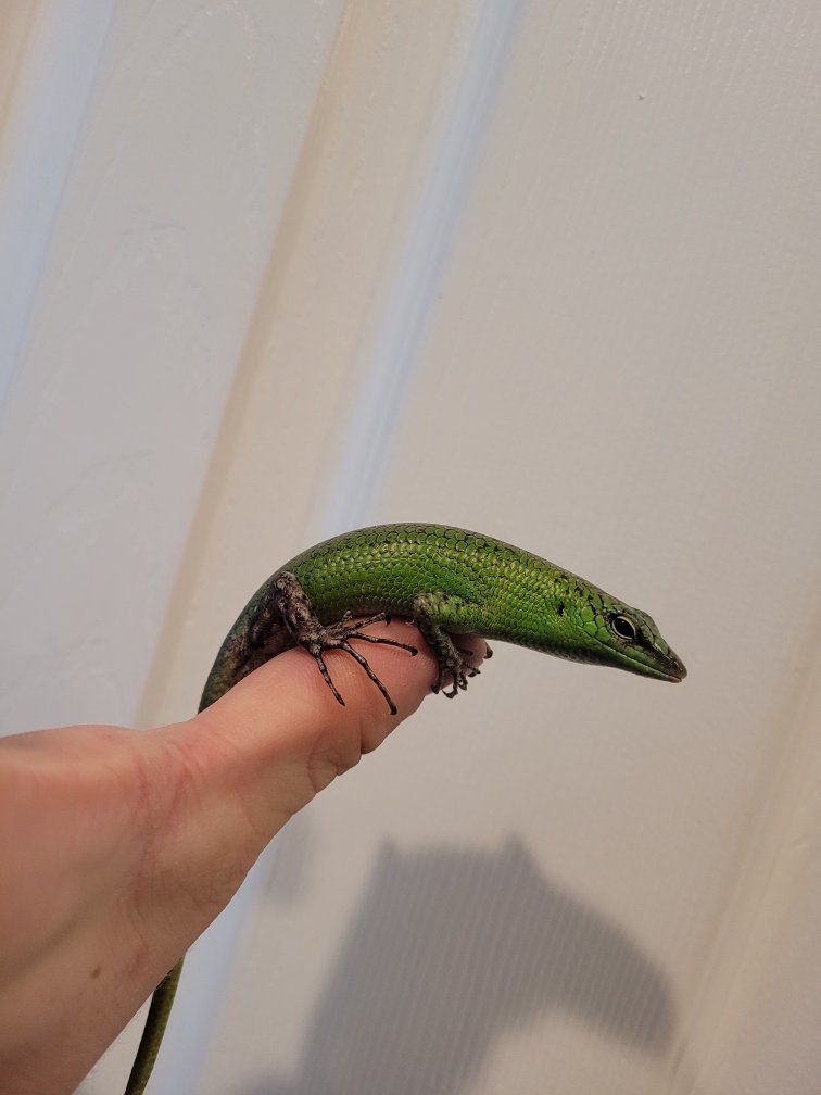 Emerald Tree Skink