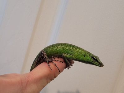 Emerald Tree Skink