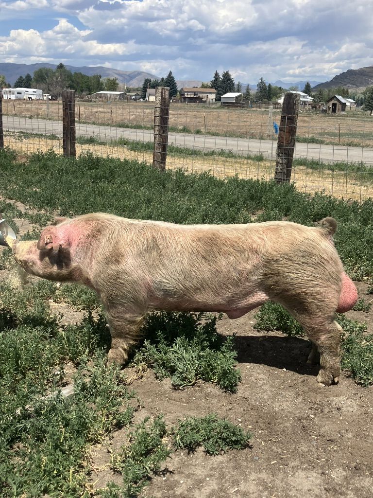 Chester Boar