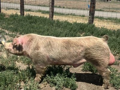 Chester Boar