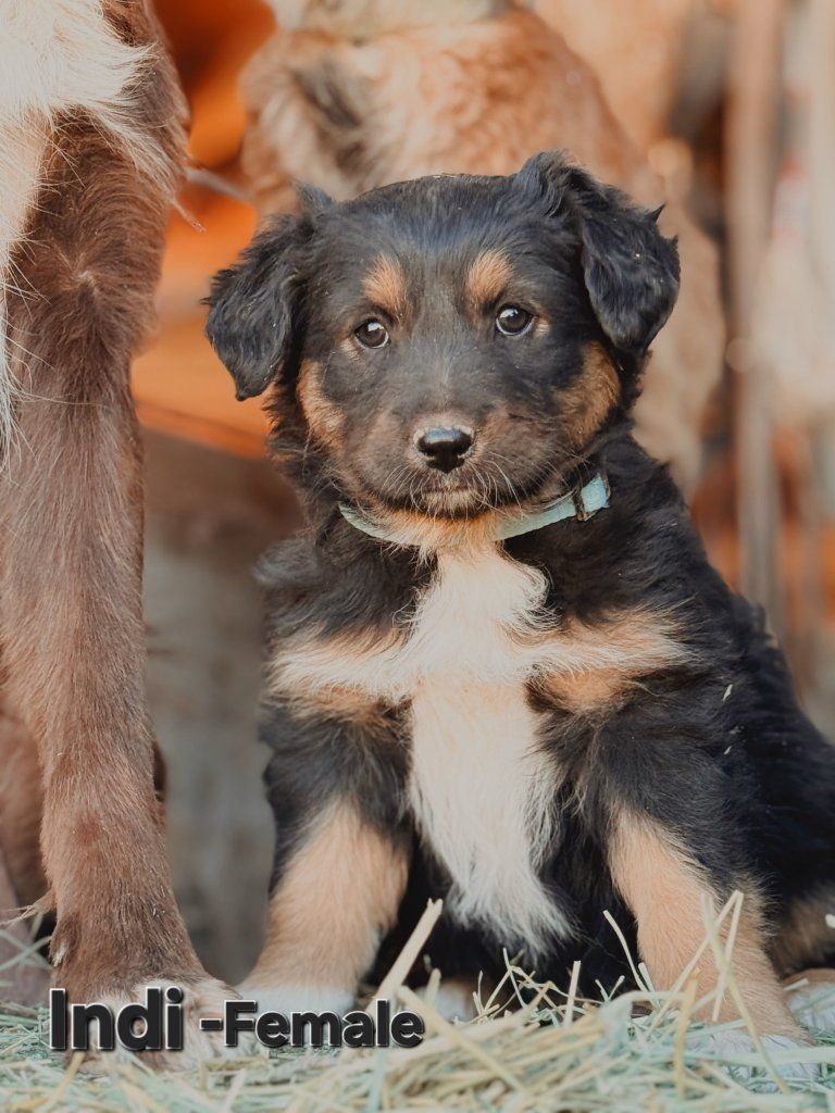 Adorable Full Breed Australian Shepherd Puppies