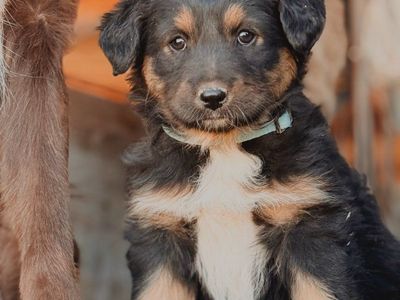 Adorable Full Breed Australian Shepherd Puppies