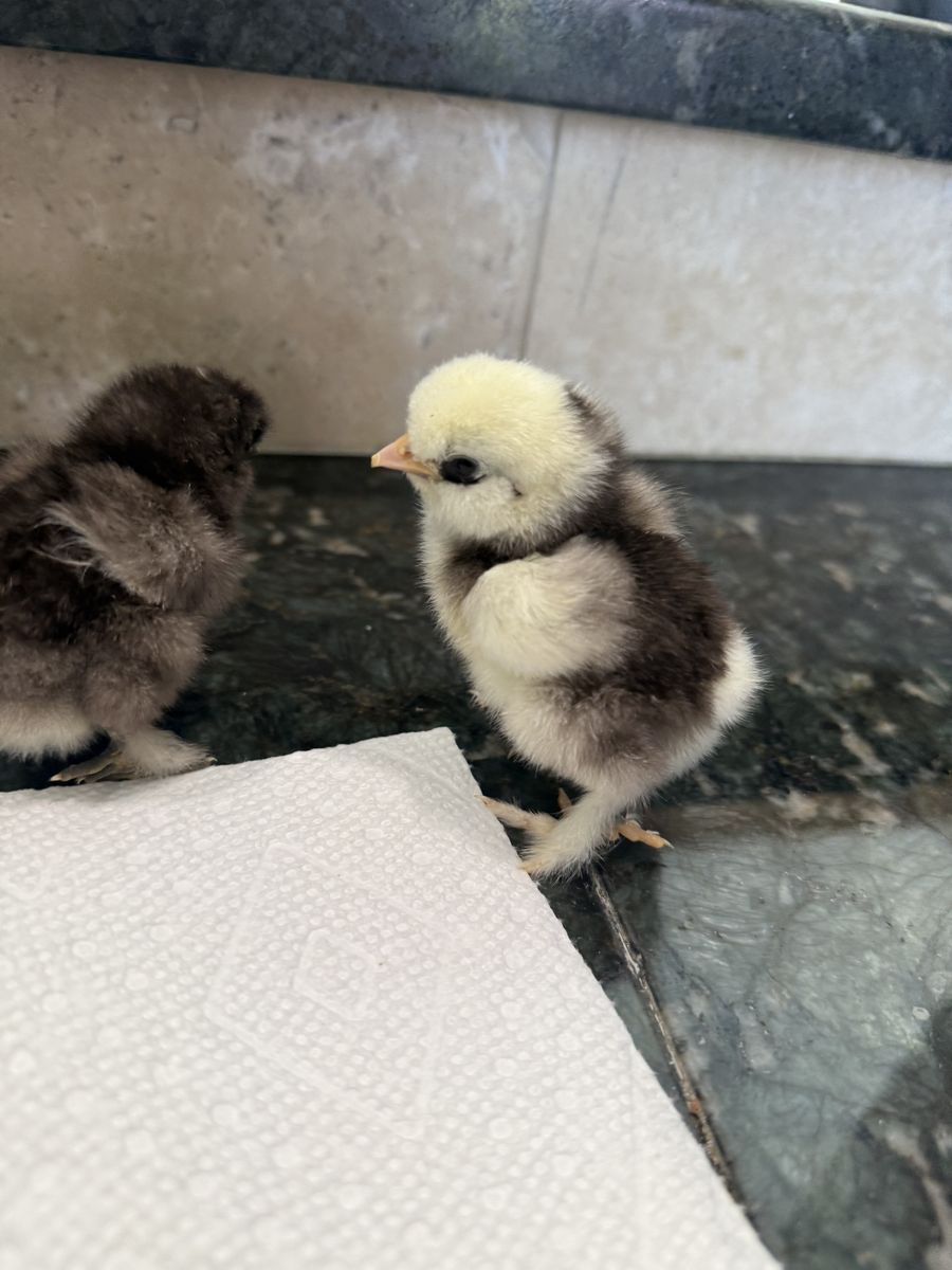*PENDING 2 Silkie Chicks Mottled And Chocolate