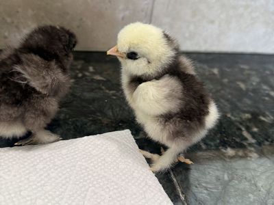 *PENDING 2 Silkie Chicks Mottled And Chocolate