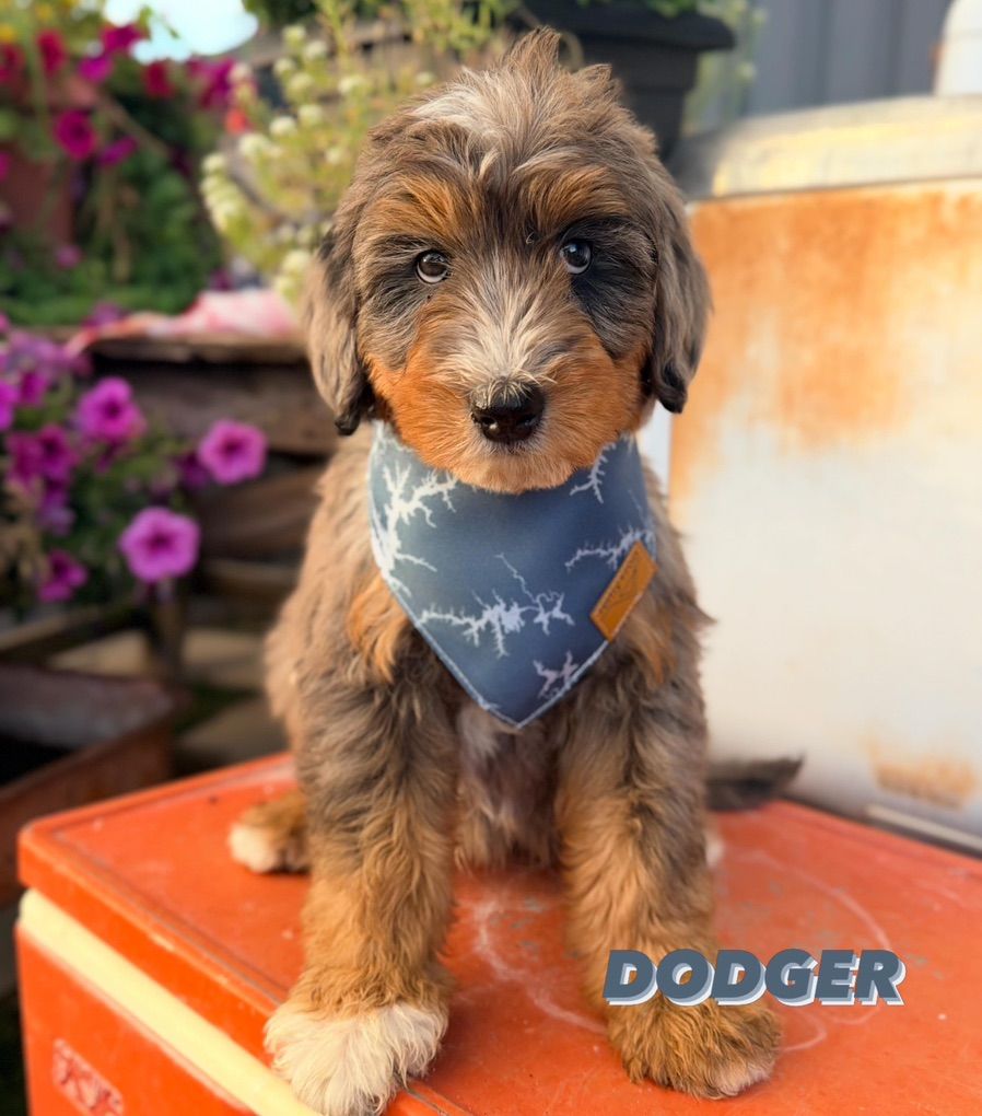 Mini Multigen Bernedoodle Puppies