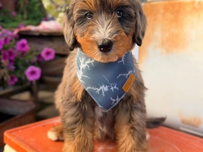 Mini Multigen Bernedoodle Puppies