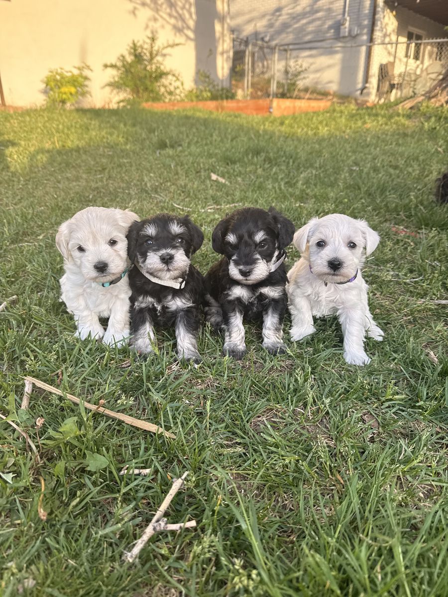 AKC Miniature Schnauzer Puppies