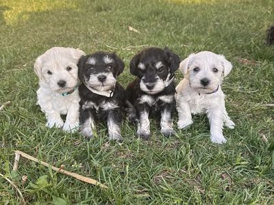 AKC Miniature Schnauzer Puppies
