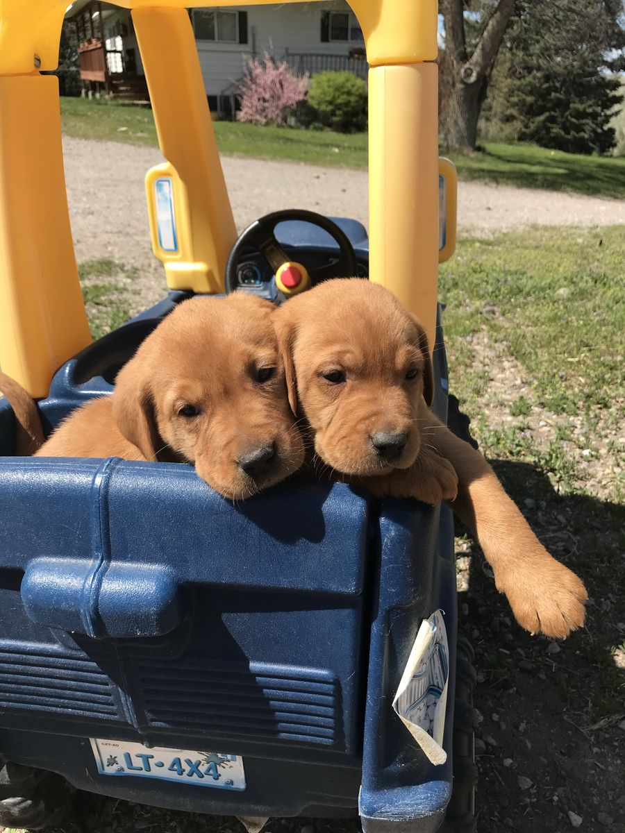 Red Lab AKC Fox Red Labrador Retiver Puppies