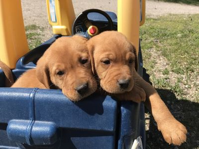 Red Lab AKC Fox Red Labrador Retiver Puppies