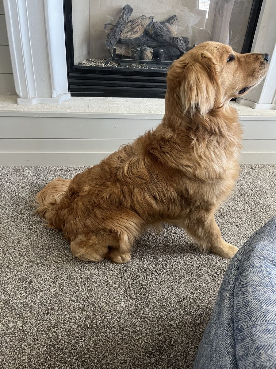 AKC Golden Retriever Stud – Exceptional Temperament, Health, and Structure