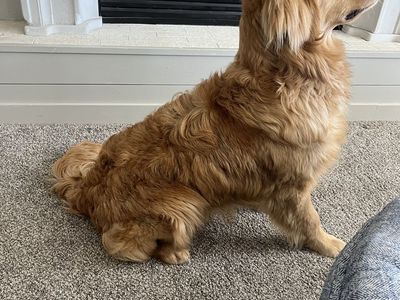 AKC Golden Retriever Stud – Exceptional Temperament, Health, and Structure