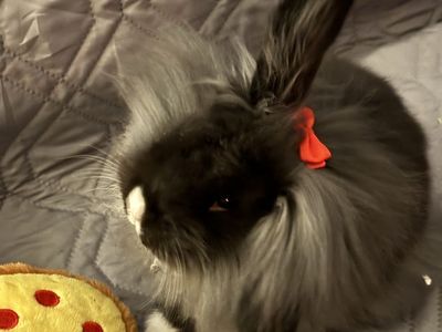 Free Lionhead bunny