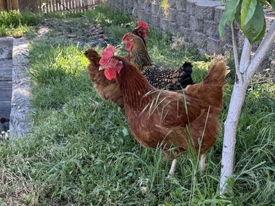 Laying 1 year old Hens