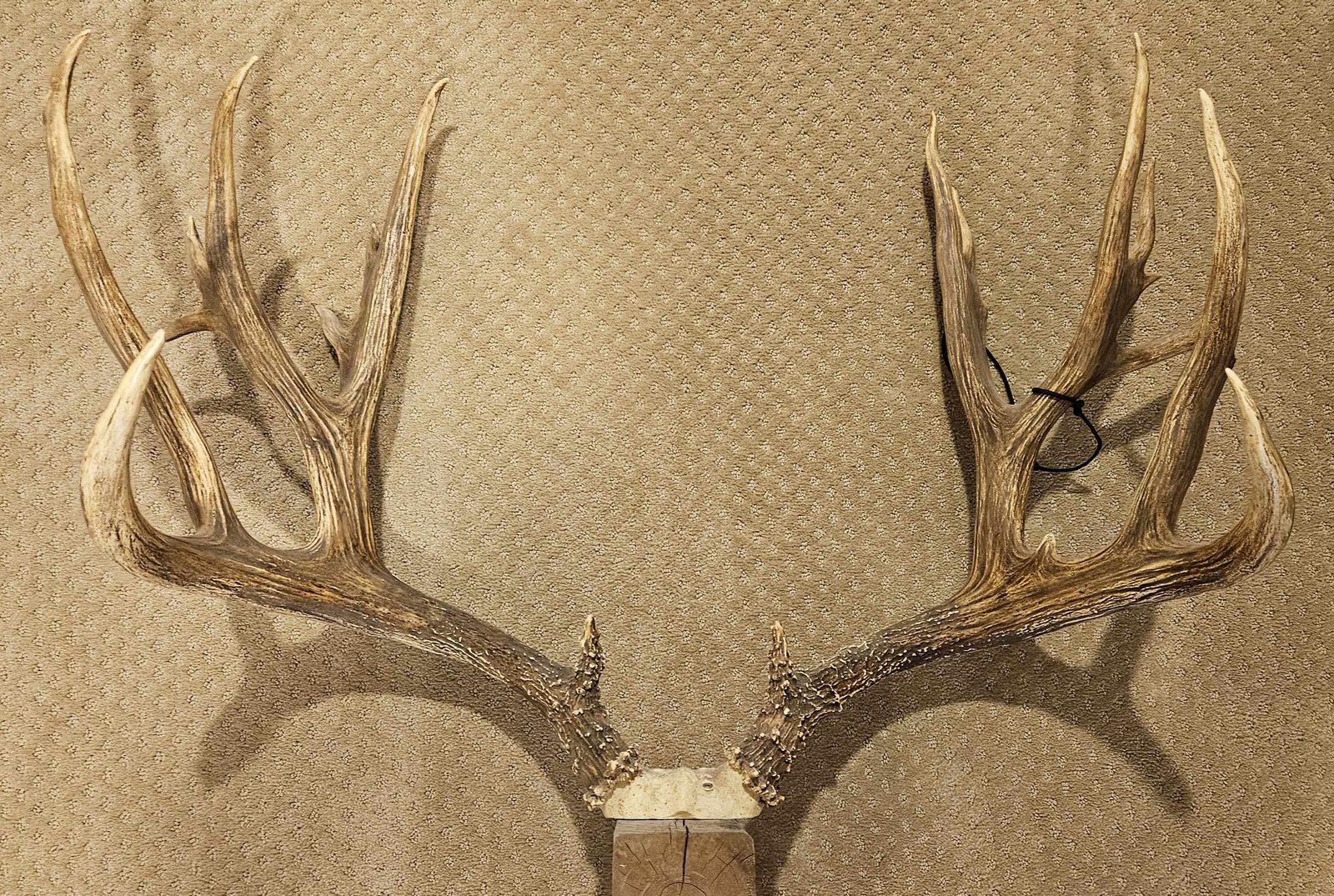 Replica antlers of "Bigfoot" giant Utah mule deer