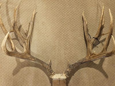 Replica antlers of "Bigfoot" giant Utah mule deer
