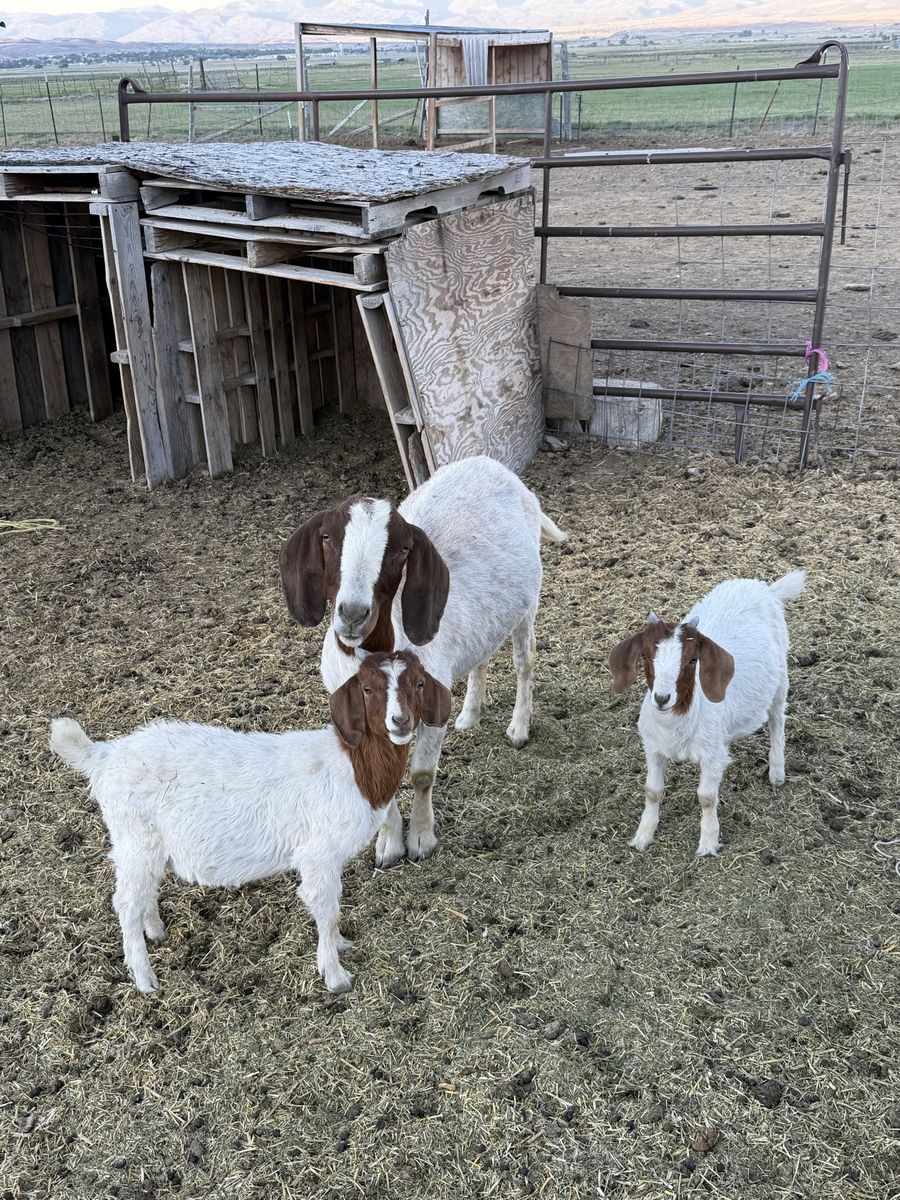 Goats