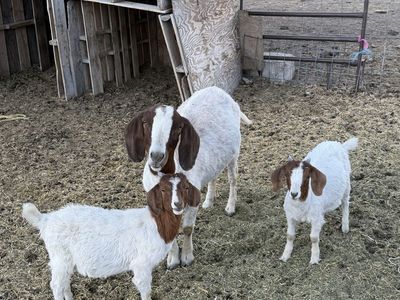 Goats