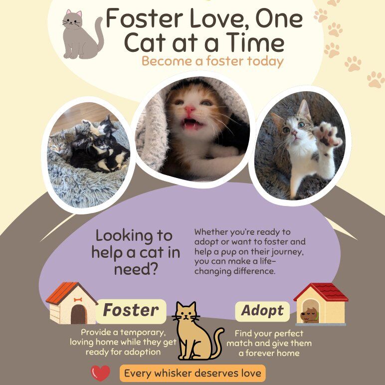 Cat Foster Families needed!