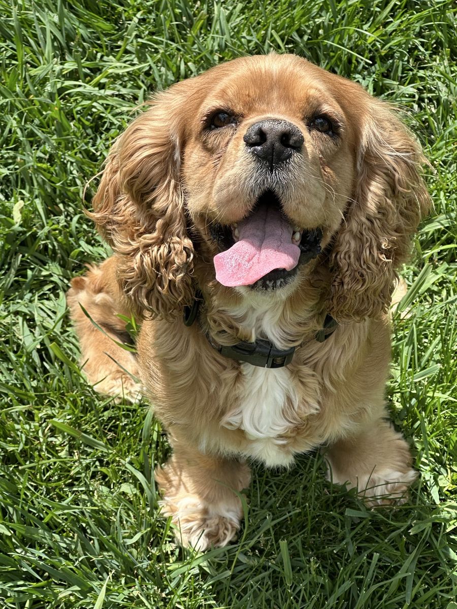 AKC Cocker Spaniel Stud