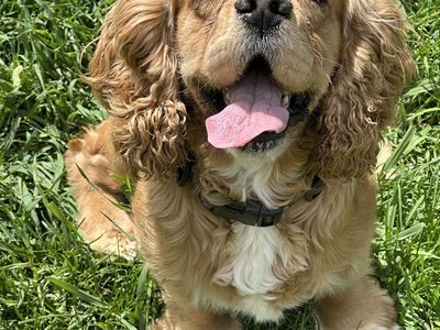 AKC Cocker Spaniel Stud