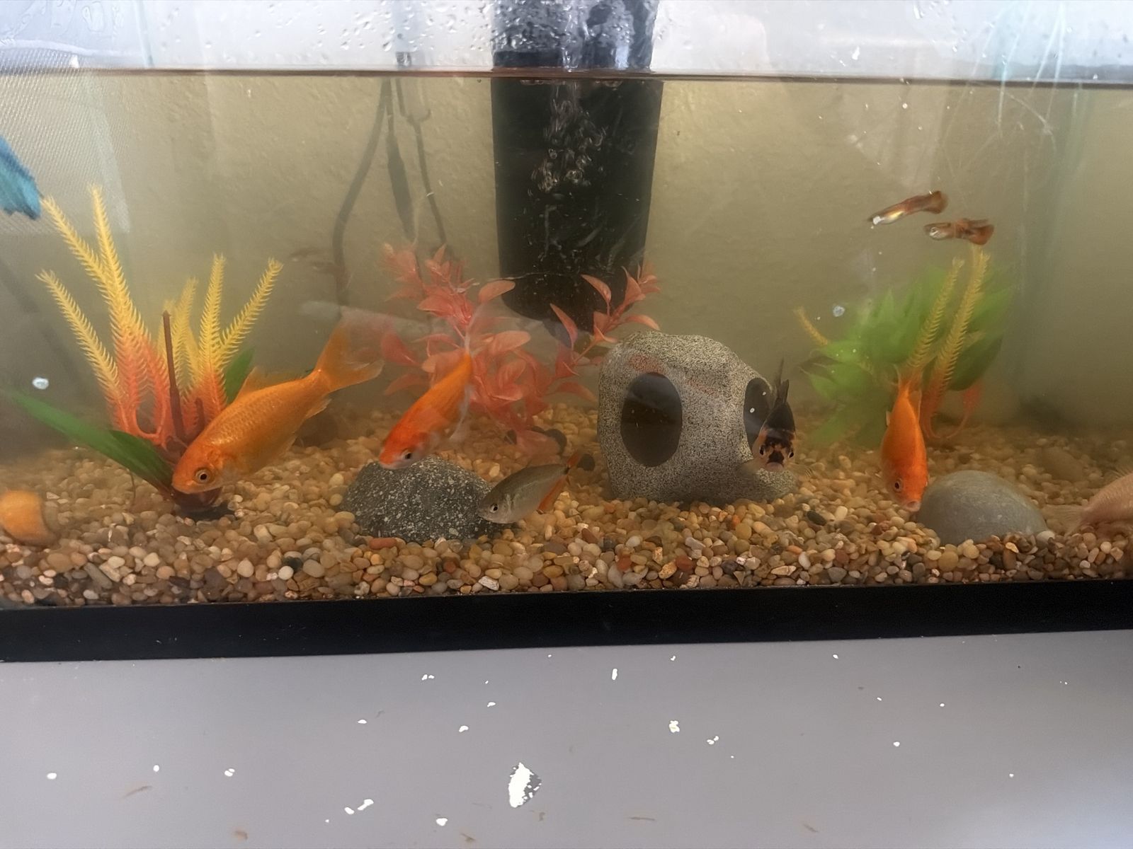 Free fish