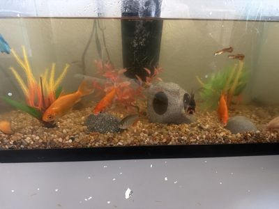 Free fish