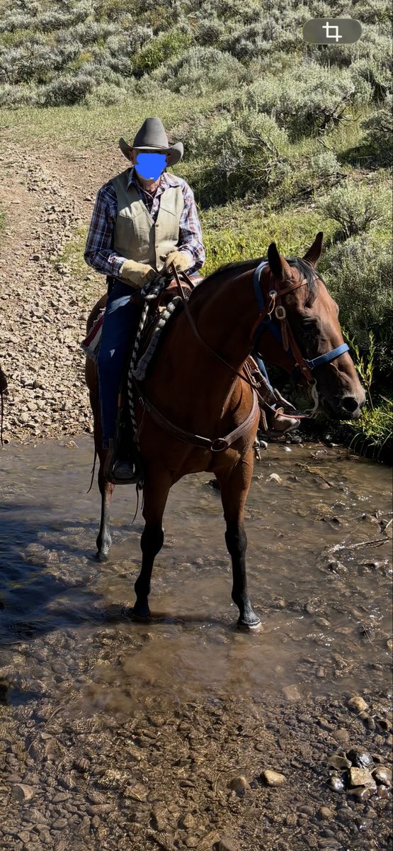 QH Gelding. 
