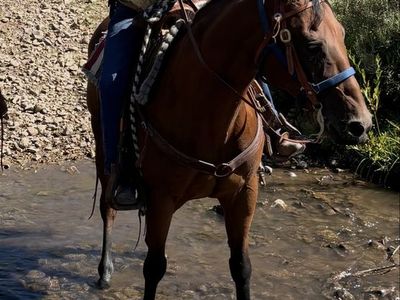 QH Gelding.