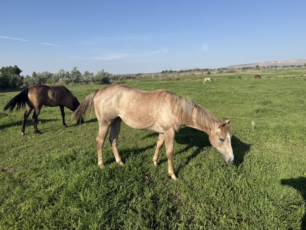Utah Bred Race Filly For Sale