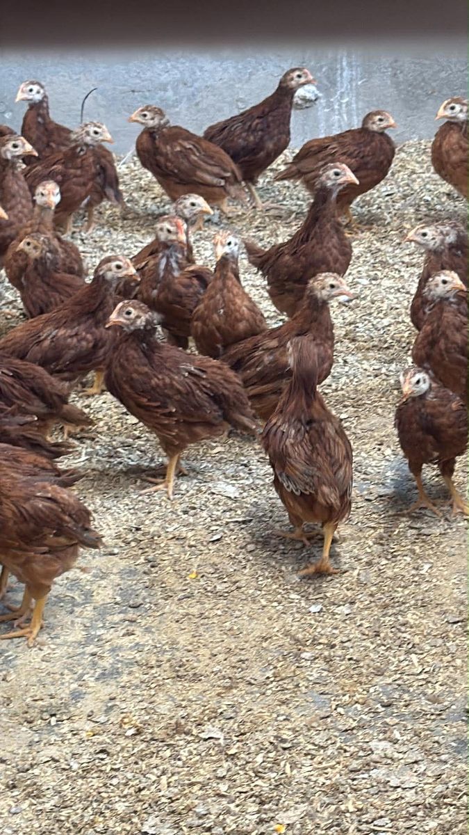 Rhode Island Reds - 7 Weeks - Ready For outside