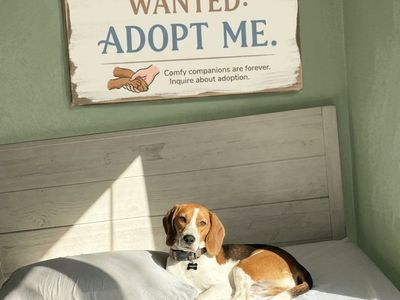 Beagle boy looking for a home