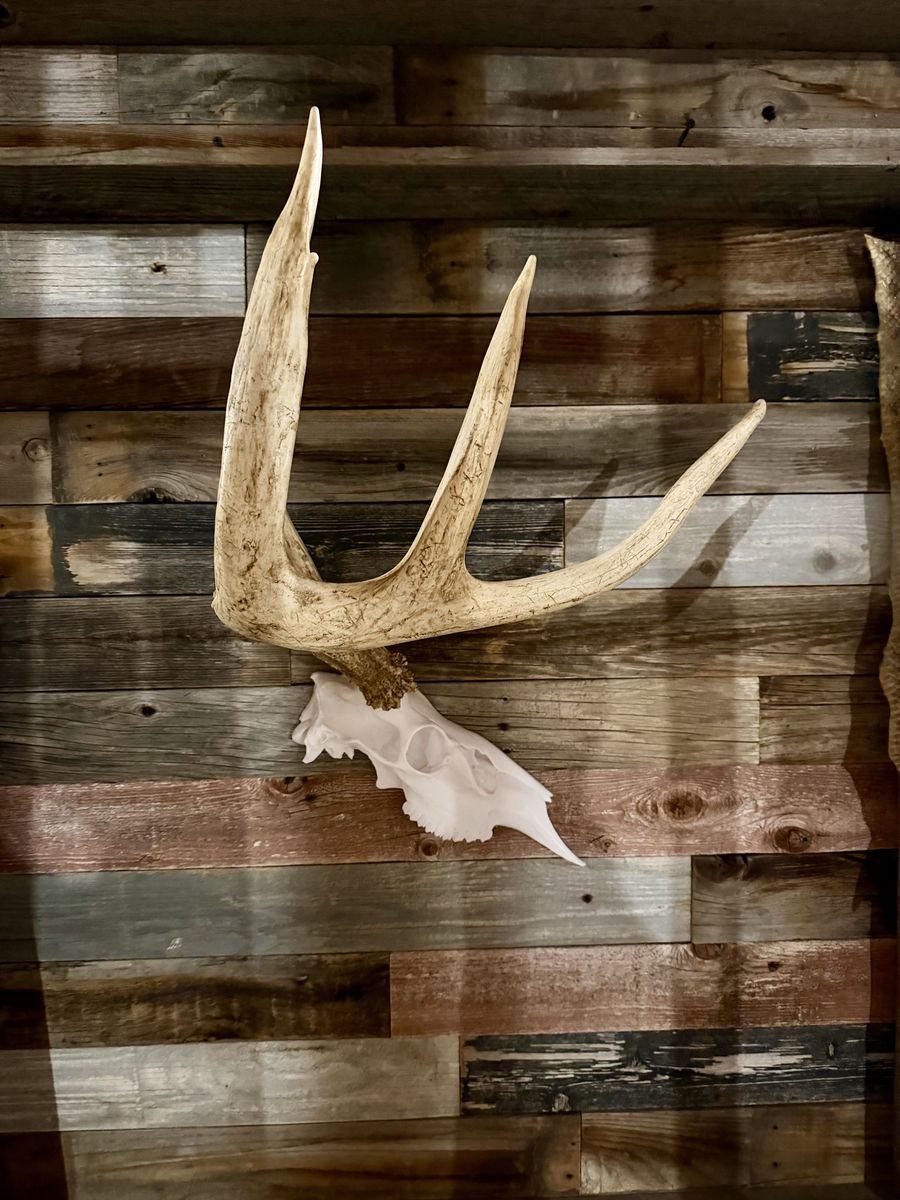 Big Whitetail Shed