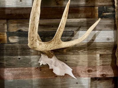 Big Whitetail Shed