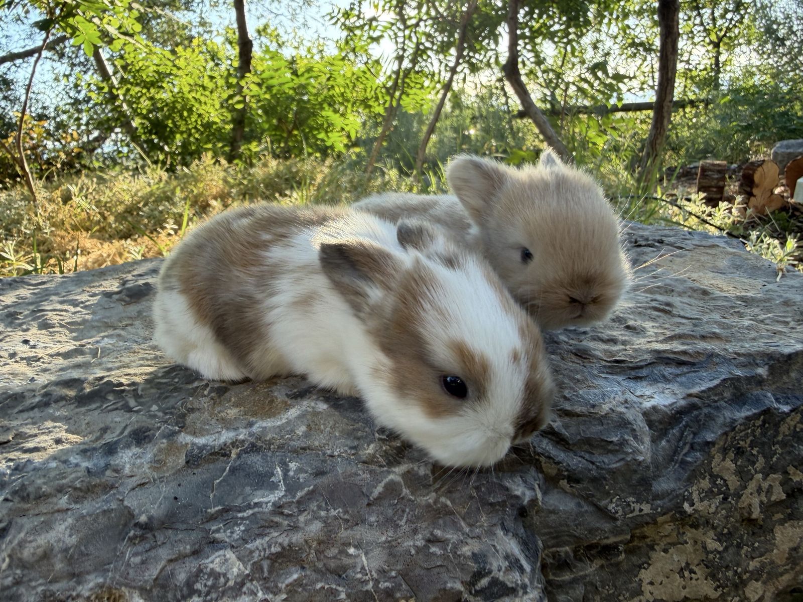 Adorable Baby Bunnies, Mixed Color & Tan, 2-3 Weeks Old, Healthy & Ready for New Homes