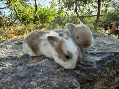 Adorable Baby Bunnies, Mixed Color & Tan, 2-3 Weeks Old, Healthy & Ready for New Homes