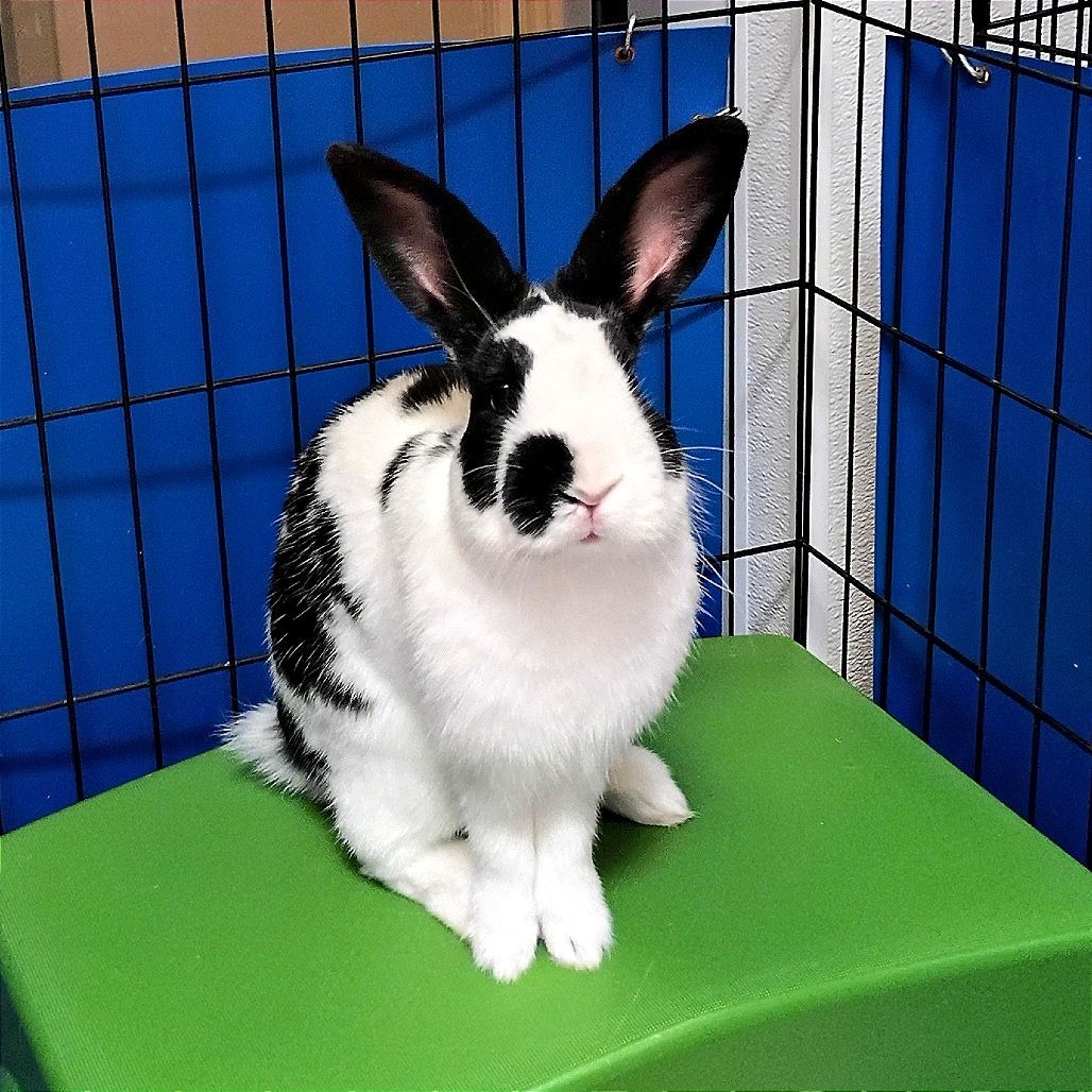 Hello my name is Oreo