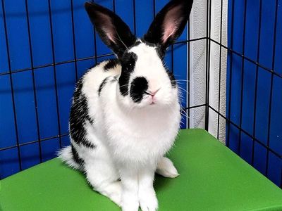 Hello my name is Oreo